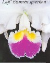 La&szlig; Blumen sprechen